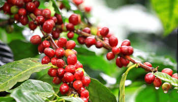 Кофе на подоконнике: как выращивать кофейное дерево в домашних условиях