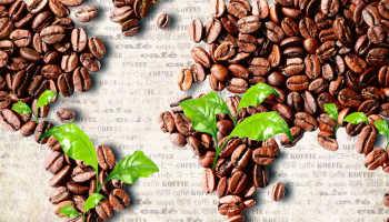 В каких странах выращивают кофе. Рейтинг регионов, где делают лучший кофе в мире.