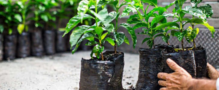 Как вырастить кофейное дерево в домашних условиях: способы выращивания