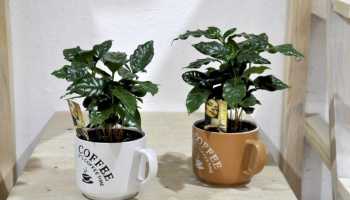 Кофе арабика растение комнатное: как вырастить и ухаживать в домашних условиях