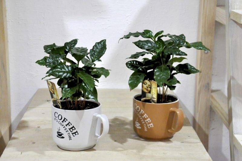 Кофе арабика растение комнатное: как вырастить и ухаживать в домашних условиях