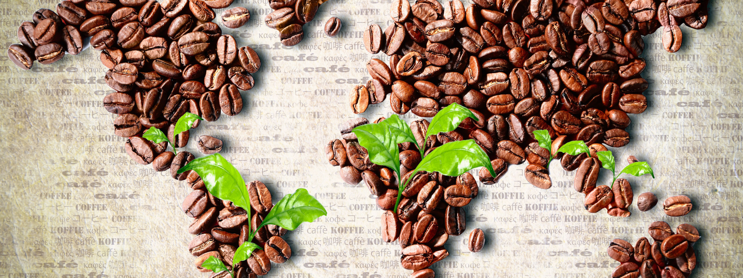 Легендарный кофе: где появился, как растет и собирается, выращивание кофейного дерева дома